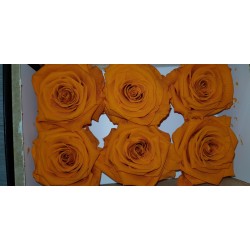 ROSE STABILIZZATE X6 ORANGE