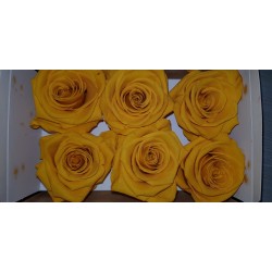 ROSE STABILIZZATE X6 WARM YELLOW