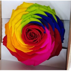 ROSE STABILIZZATA X1 RAINBOW