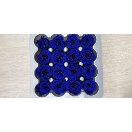 ROSE ST. PRINCESA X 16 BLU