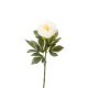 PEONIA SINGOLA  WHITE