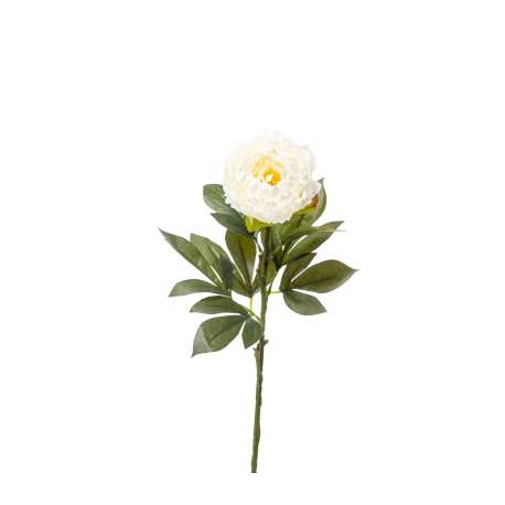 PEONIA SINGOLA  WHITE