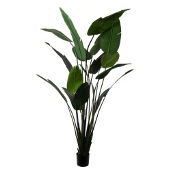 PIANTA STERLIZIA 18 FOGLIE CM.305