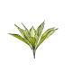 DRACENA PLANT X 11