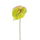 ANTHURIUM GREEN