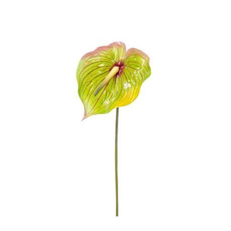 ANTHURIUM GREEN