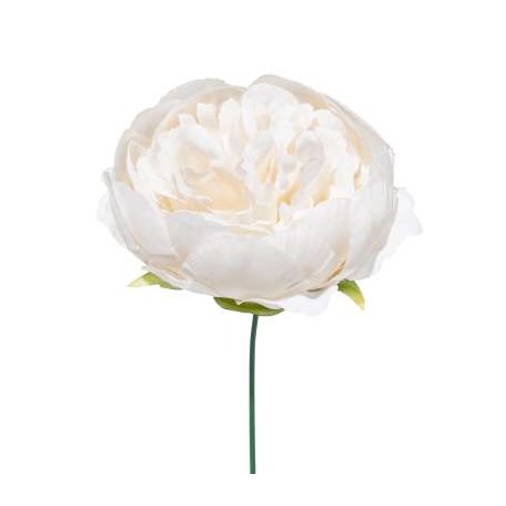 BOX 12 PICK PEONIA IVORY