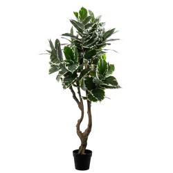 PIANTA FICUS 120 FOGLIE CM.150
