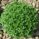 RUCOLA ORTO O COLTIVATA GR.5(SEMI)