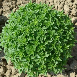 RUCOLA ORTO O COLTIVATA GR.5(SEMI)