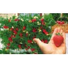 Fragola Rampicante Gr. 0,15  (semi)
