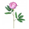 Peonia  Piccola Singola Cm 65 Lavander