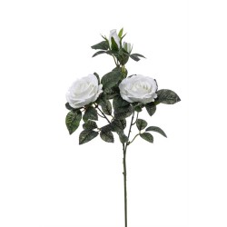 Rosa Sofia X 3 Cm.70 Cream