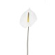 ANTHURIUM CREAM