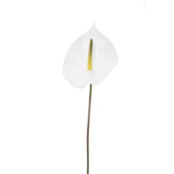 Anthurium Cream