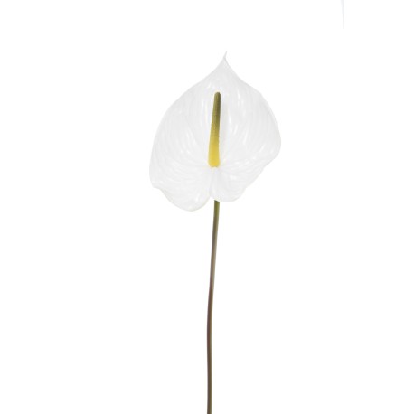 ANTHURIUM CREAM