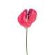 ANTHURIUM RED