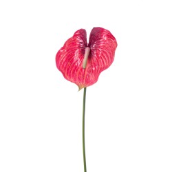 Anthurium Red