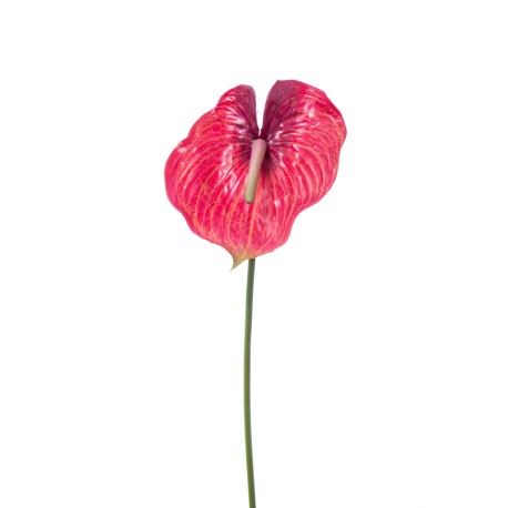 ANTHURIUM RED