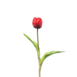 Tulipano Singolo Gomma Red