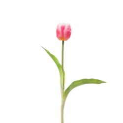 Tulipano Singolo Gomma Pink