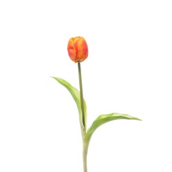 Tulipano Singolo Gomma Orange
