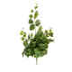 CADENTE MINI POTHOS X 78