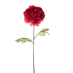 Peonia Dry Cm.80 Red