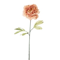 Peonia Dry Cm.80 Peach