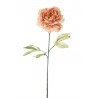 Peonia Dry Cm.80 Peach