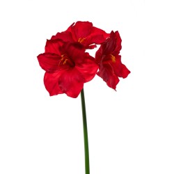 Amaryllis Natural Touch Cm.80 Red