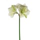 AMARYLLIS NATURAL TOUCH CM.80 CREAM