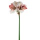 AMARYLLIS NATURAL TOUCH CM.80 BEAUTY