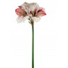 AMARYLLIS NATURAL TOUCH CM.80 BEAUTY