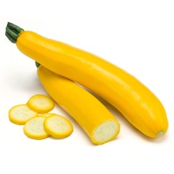 ZUCCHINO GOLDEN (SEMI)