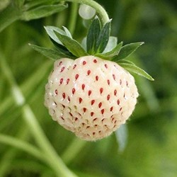 Fragola Bianca Pineberry (semi) Bst Gr.2