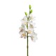 CMBYDIUM 8 FIORI 3 BOCCIOLI CM 77  WHITE