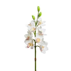 Cmbydium 8 Fiori 3 Boccioli Cm 77  White