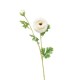 RANUNCOLO X 2 CM.74 CREAM