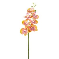 PHALAENOPSIS LUSSO H.CM.94 SALMON