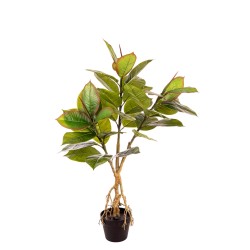 Pianta Ficus Elastica X 35 Cm.110