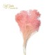 °°°BROOM BLOOM X 100 GR. ROSA