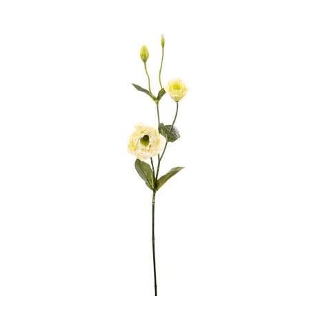 LISIANTHUS H.CM.68 CREAM