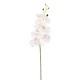 PHALAENOPSIS LUSSO H. CM94 WHITE