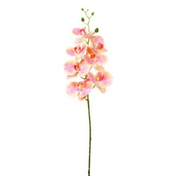 Phalaenopsis Lusso H.cm.94 Pink