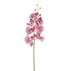 Phalaenopsis Lusso H.cm.94 Orchid
