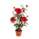 PIANTA ROSA CON VASO CM.82 RED