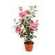 PIANTA ROSA CON VASO CM.82 PINK