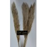 °°°pampas Naturale X 5 Pz Nazionale
