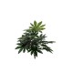 BUSH ARALIA X 18 CM.48